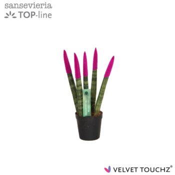 Sansevieria VELVET TOUCHZ® Fuchsia