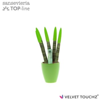 Sansevieria VELVET TOUCHZ® Groen in keramiek Osaka