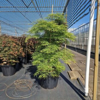 Acer palm. 'Dissectum'