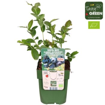 Vaccinium corymbosum 'Blue Dessert'® Bio P13