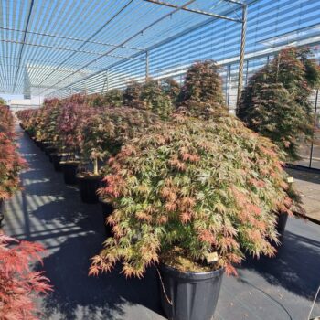 Acer palm. 'Orangeola'