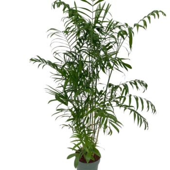 Chamaedorea Seifrizii