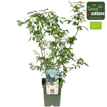 Vaccinium corymbosum 'Blue Dessert'® Bio P23