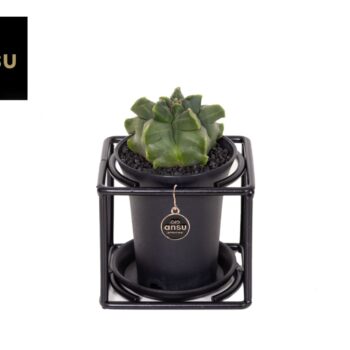 Astrophytum Myriostigma in design frame