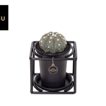 Astrophytum Asterias in design frame