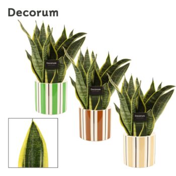 Sansevieria Superba 12 cm in Beau (Natural bubble-collection)