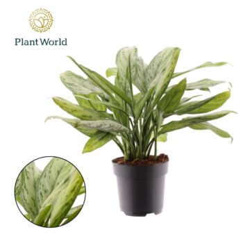 Aglaonema Silver Queen
