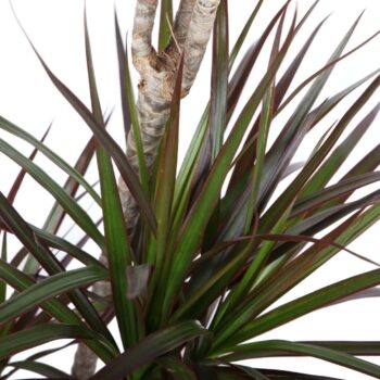 Dracaena Magenta 45+15+10