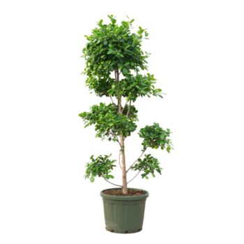 Ficus Microcarpa Moclame Bonsai - 210cm