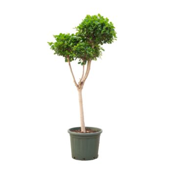 Ficus Microcarpa Moclame vertakt - 180cm