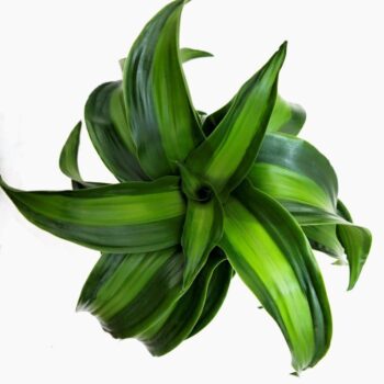 Dracaena Black Kanzi in EcoExpert tray