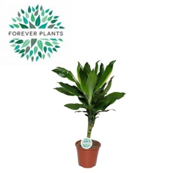 Dracaena Golden Coast