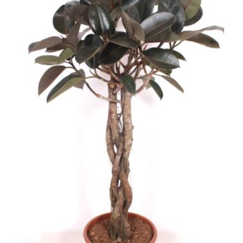 Ficus Burgundy