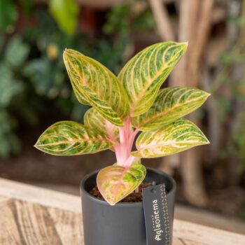 Aglaonema Tourmaline Gold