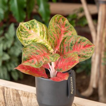Aglaonema Red Balloon