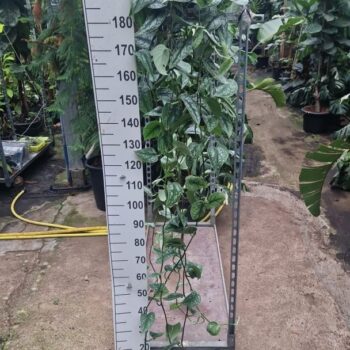 Scindapsus pictus Trebie hangplant XL 220