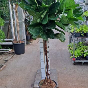 Ficus Lyrata gedraaide stam 180