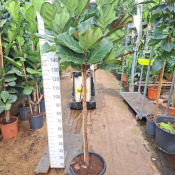 Ficus Lyrata stam 200