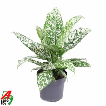 Dieffenbachia White Etna P19