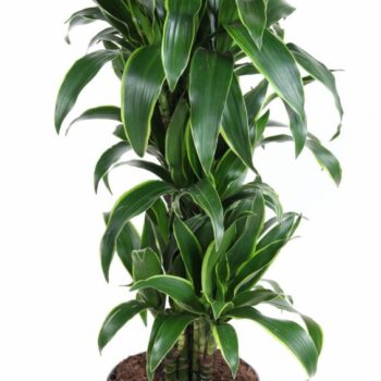 Dracaena Arturo vertakt P27