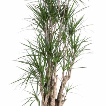 Dracaena Marginata vertakt P34-160