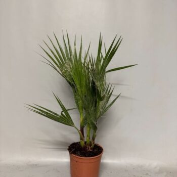 Washingtonia Robusta 3pp