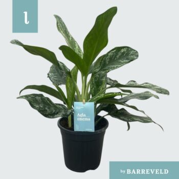 Green Agla 'Splash' (Aglaonema)