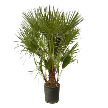 Chamaerops Humilis - 130cm