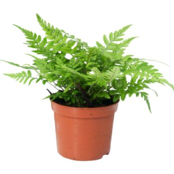 Athyrium Spicatum (compact)