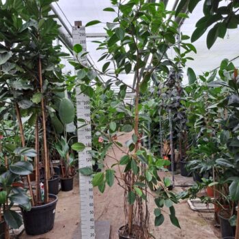 Ficus Altissima vertakt 350