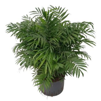 chamaedorea hydro