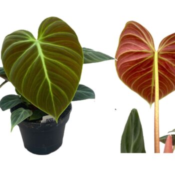 Philodendron 'El Choco Red'