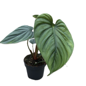 Philodendron 'Colombia'