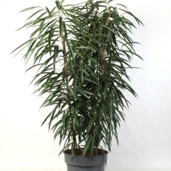 Ficus binnendijkii Alii