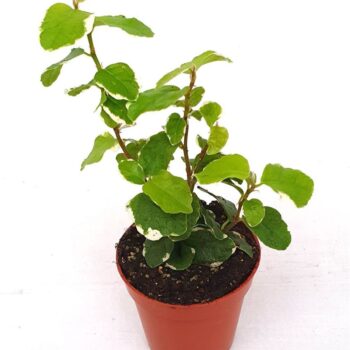 Ficus pumila 'Sunny'