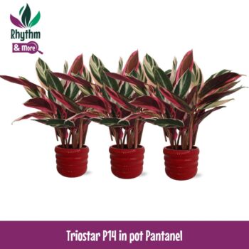 Calathea 14cm Triostar in Pantanel Keramiek - Rhythm & More