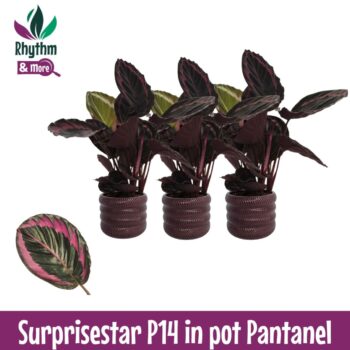Calathea 14cm Surprisestar in Pantanel Keramiek - Rhythm &More