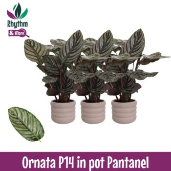 Calathea 14cm Ornata in Pantanel Keramiek - Rhythm & More