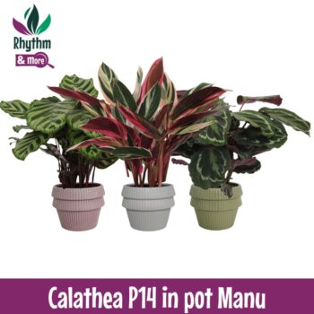 Calathea mix in pot Manu Keramiek - Rhythm & More