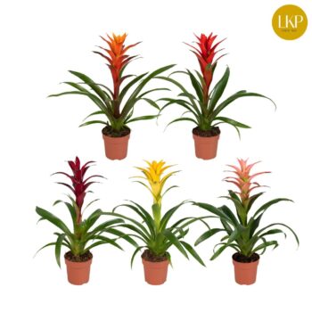 Guzmania gemengd (zonder hoes)