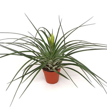 Tillandsia 'Mistic'