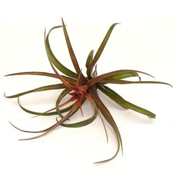 Tillandsia 'Capitata Hermosa' met bloem