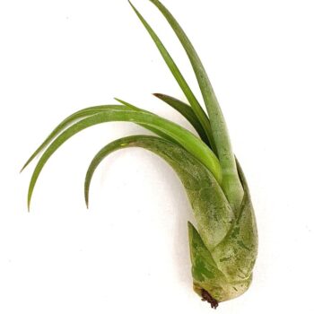 Tillandsia 'Circinata'