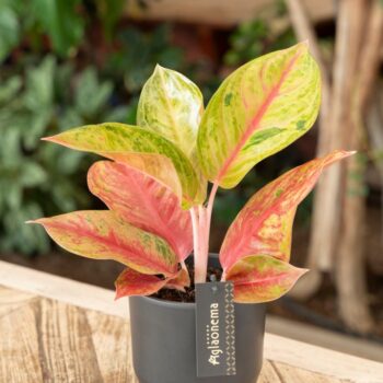 Aglaonema Gala Red