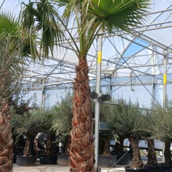 washingtonia robusta