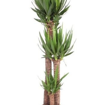 Yucca elephantipes 120-80-40 XL