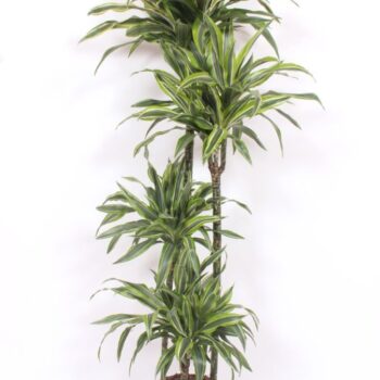 Dracaena Lemon Lime 120-90-60-30