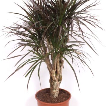 Dracaena magenta