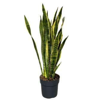 Sansevieira Laurentii