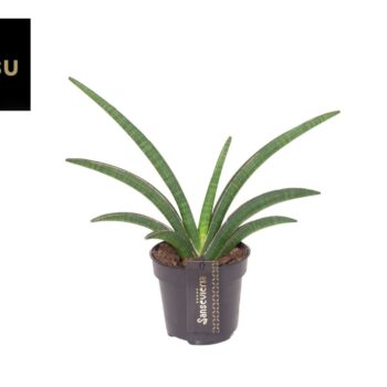 Sansevieria Tiara Grand Gazelle
